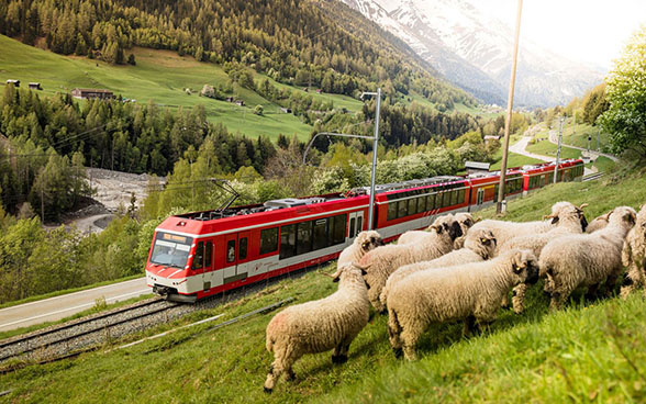 *Ein Zug der Matterhorn Gotthard Bahn fährt an einer Wiese mit weidenden Schafen vorbei.